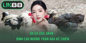 Đá gà Asil UK88